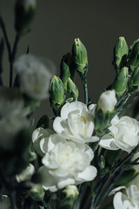 Close-up of white flowering plants