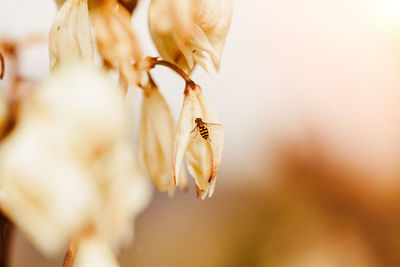 Close-up of wilted flower