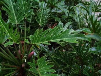 Close-up of fresh green plants