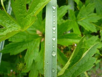 Close-up of raindrops on leaf