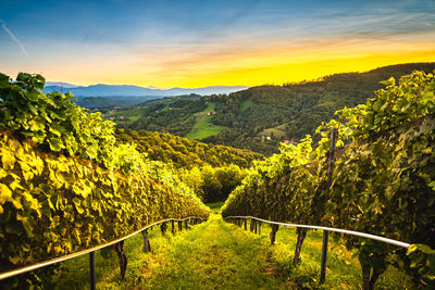 Scenic view of vineyard against sky during sunset