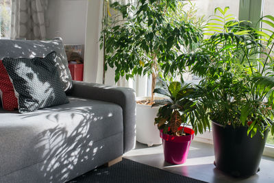 Potted plant on sofa at home