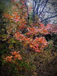 View of maple tree during autumn