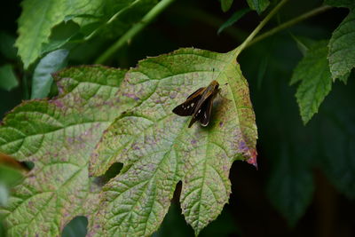 Close-up of insect on leaf