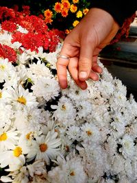 Cropped hand of woman touching white flowers