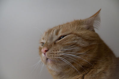 Close-up of ginger cat against white background