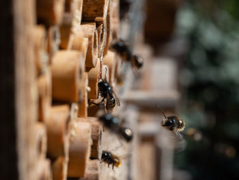 Close-up of bee on wood