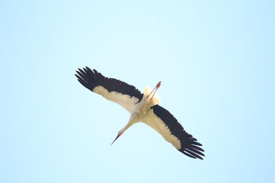 Low angle view of bird flying