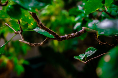 Close-up of fresh green leaves on branch