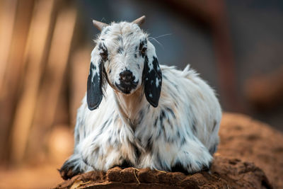 Close-up of a dog