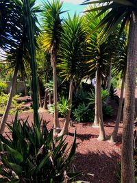 Palm trees on field