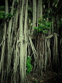 Close-up of tree trunks in forest