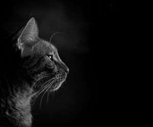 Portrait of a tabby cat with black background. 