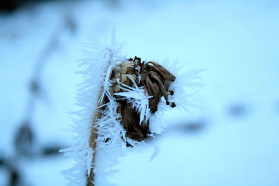 Close-up of lizard on snow