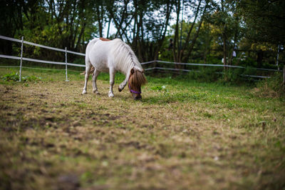 Horse grazing on grass