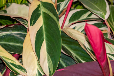 Close-up of red leaves on plant