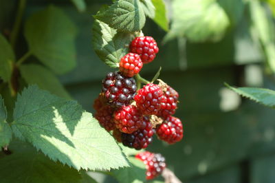 Close-up of red berries growing on tree