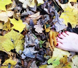 Fallen leaves on ground