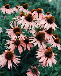 flowering plant