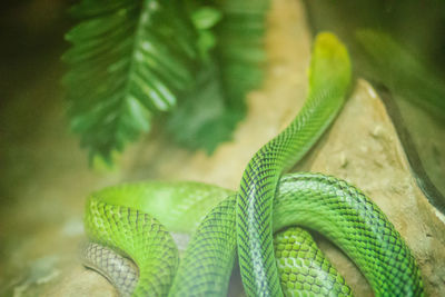 Close-up of green leaves