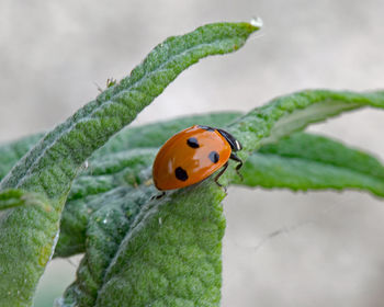 Close-up of ladybug on leaf