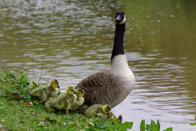 Female canada goose with goslings