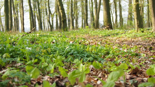 Scenic view of forest