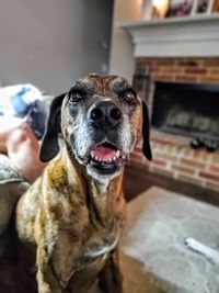 Portrait of dog at home