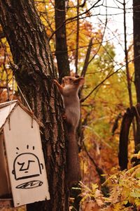 Close-up of squirrel on tree trunk