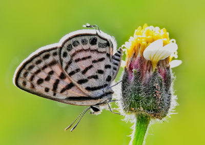 Close-up of butterfly pollinating on flower