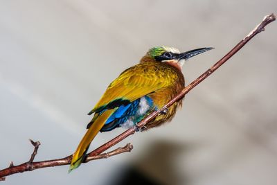 Close-up of a bird perching on branch