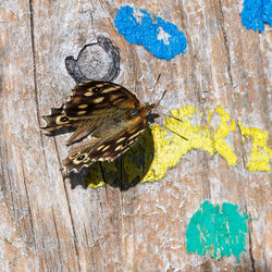 Close-up of butterfly on tree trunk