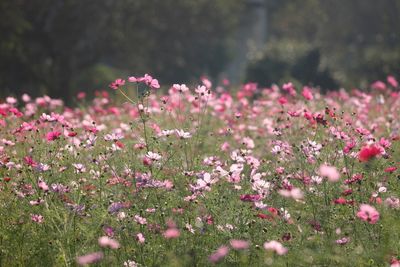 Close-up of pink flowers