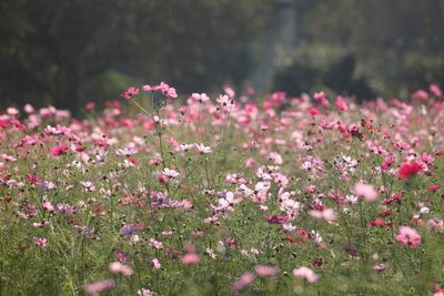 Close-up of field of pink flowers