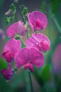 Close-up of wet pink flowers blooming outdoors