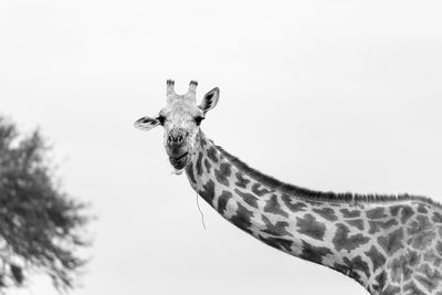 Low angle view of giraffe against clear sky