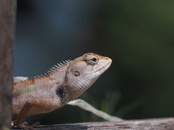 Close-up of a lizard on wood