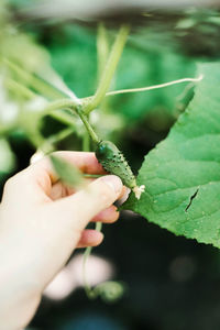 Close-up of hand holding plant