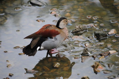 Bird swimming in lake