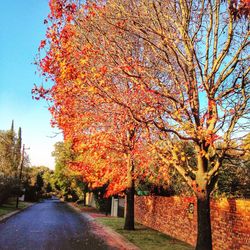 Road passing through forest