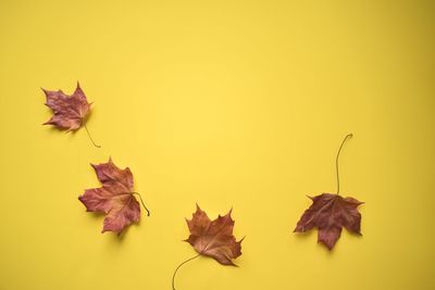 Close-up of dry leaves against yellow background