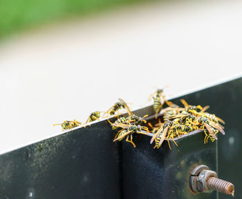 Close-up of insect on plant