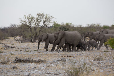 Elephants walking on field against clear sky