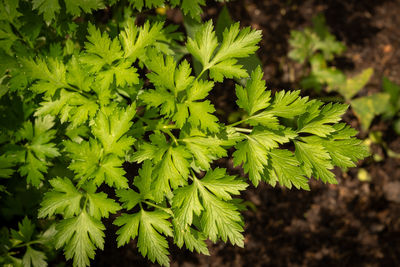 Close-up of parsley