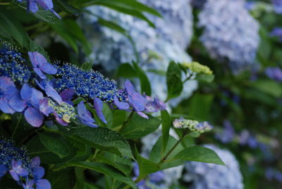 Close-up of purple flowering plant