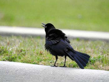 Close-up of bird perching on grass