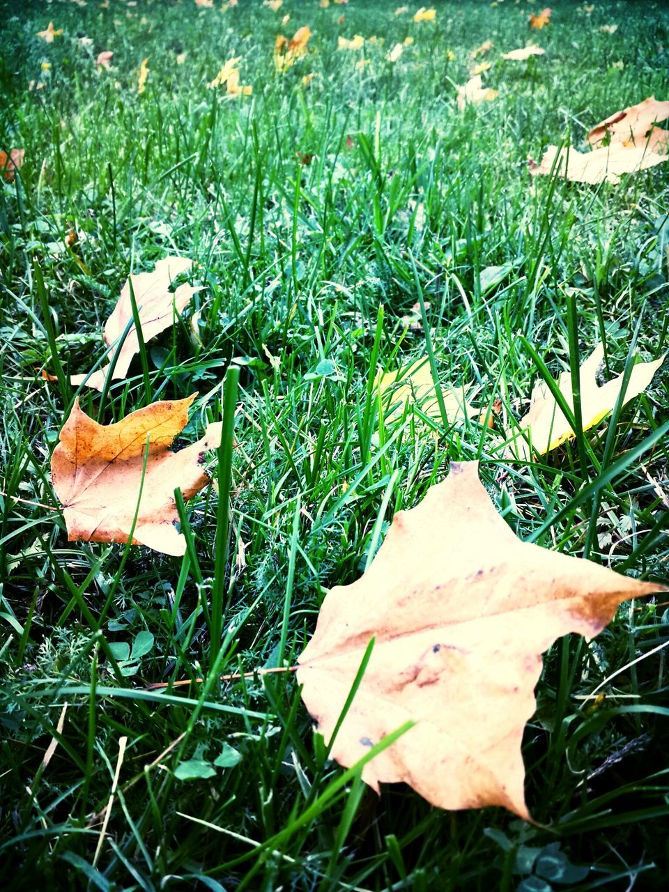 grass, field, grassy, growth, nature, leaf, plant, high angle view, dry, fragility, beauty in nature, day, close-up, outdoors, green color, tranquility, autumn, fallen, no people, change