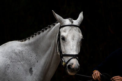 Close-up of a horse in ranch