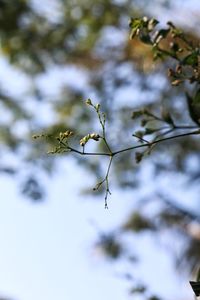 Low angle view of flowering plant against sky