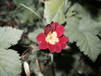 Close-up of red flower